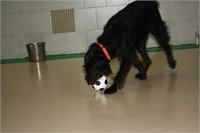 daycare pic 136 - cricket